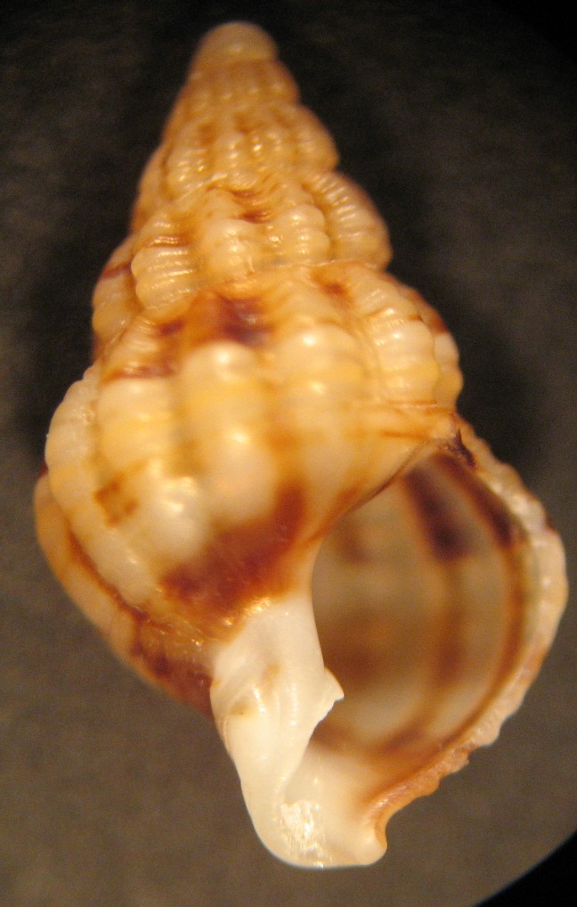 Nassarius incrassatus juv